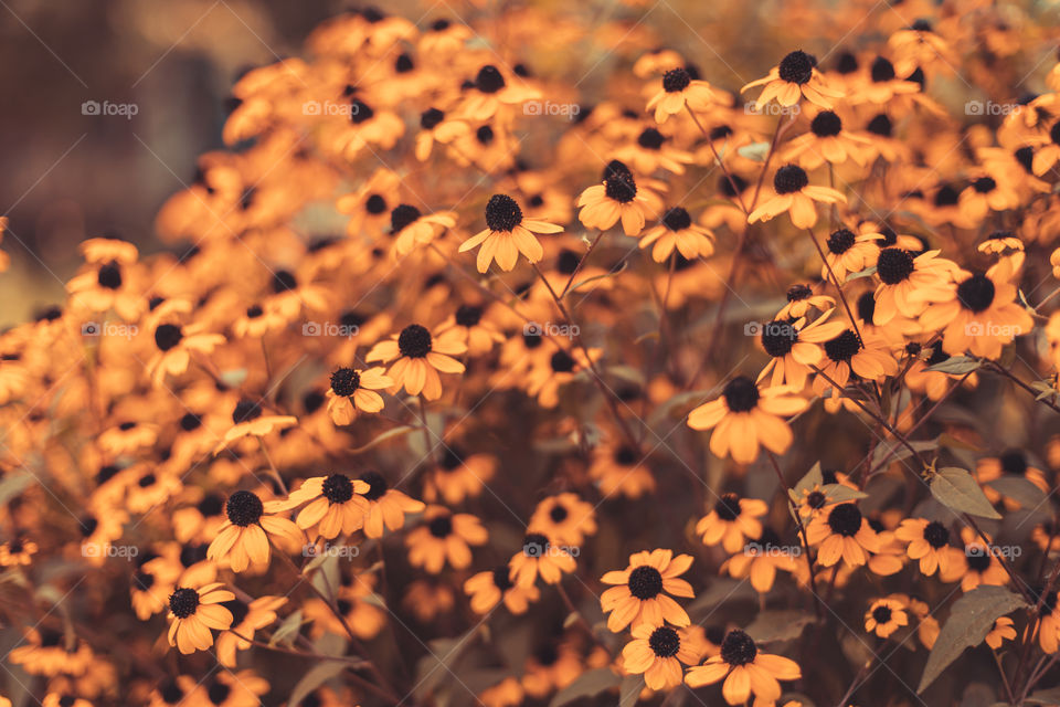 Selective focus to autumn flowers on blurred background. Autumn moods.