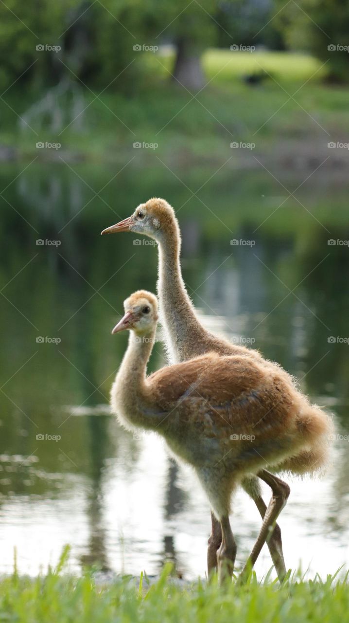 baby cranes