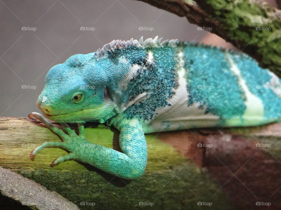 blue white tree zoo by kshapley