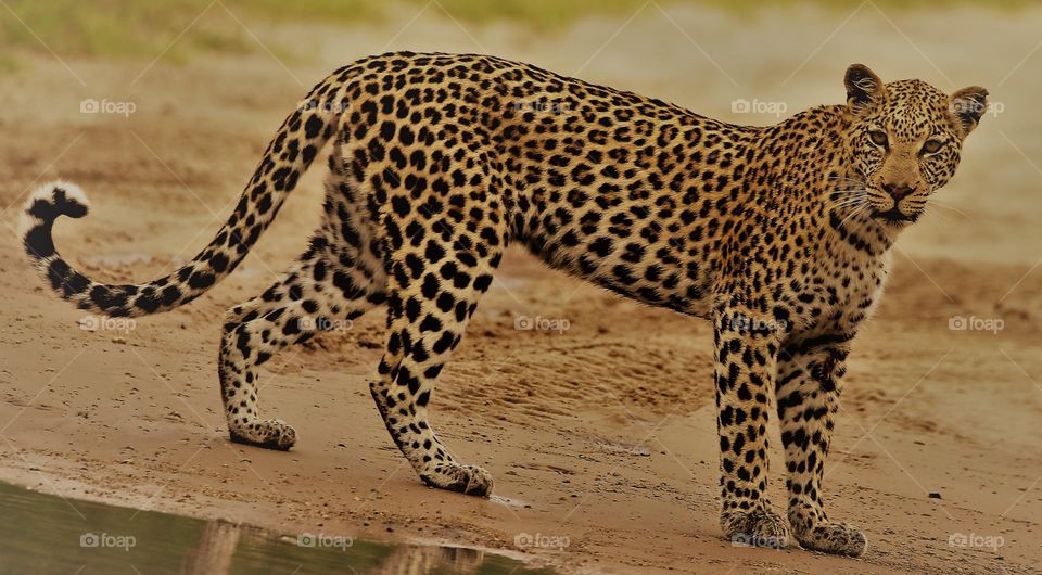 Magnificent leopard