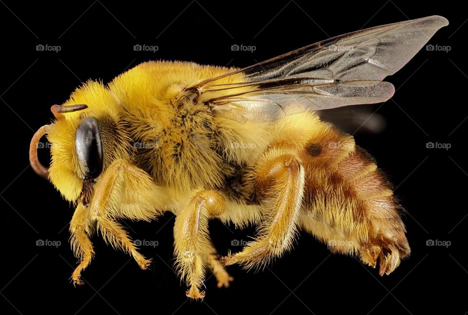 bee
