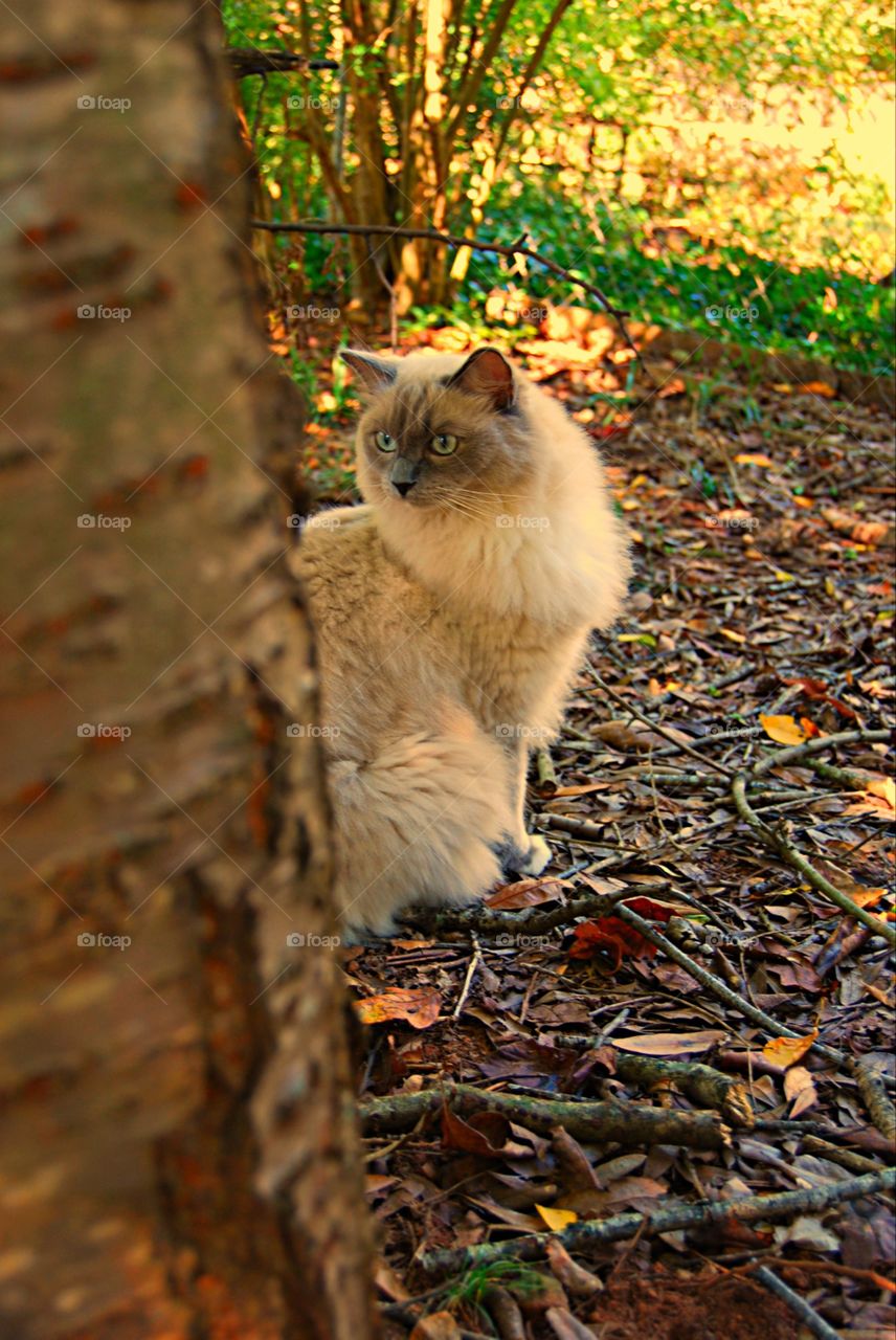 Ragdoll cat