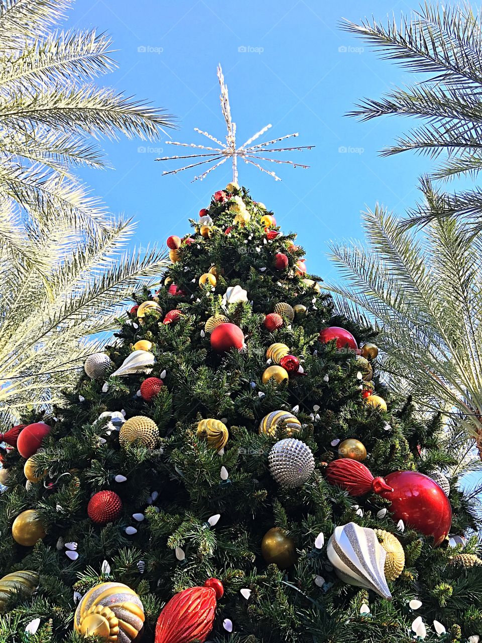 Desert Christmas tree.