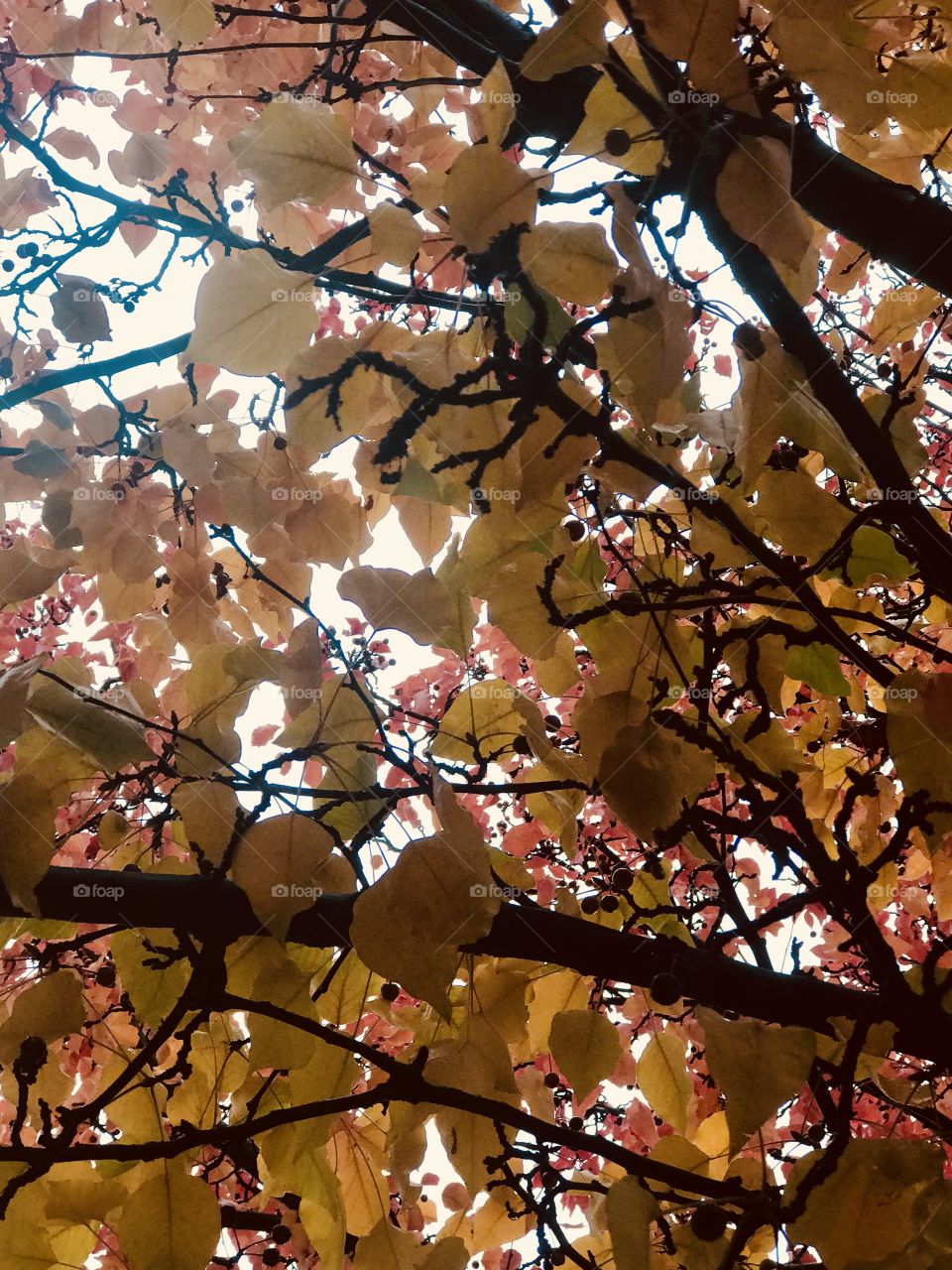 Golden trees on a beautiful crisp autumn afternoon - looking upward to the blue heavenly skies. USA, America 