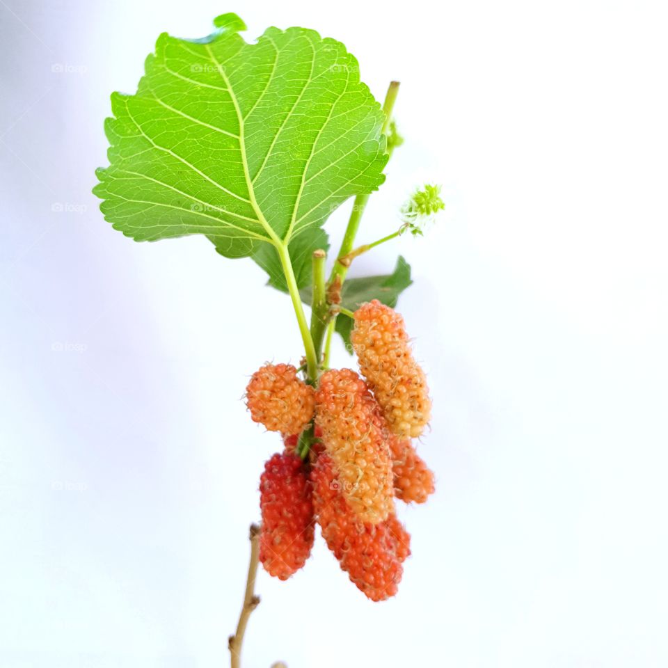 Selective Focus Young Mulberry Friut Isolated On White Background.