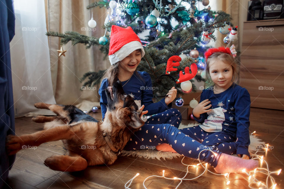 Little sisters with the puppy near Christmas tree