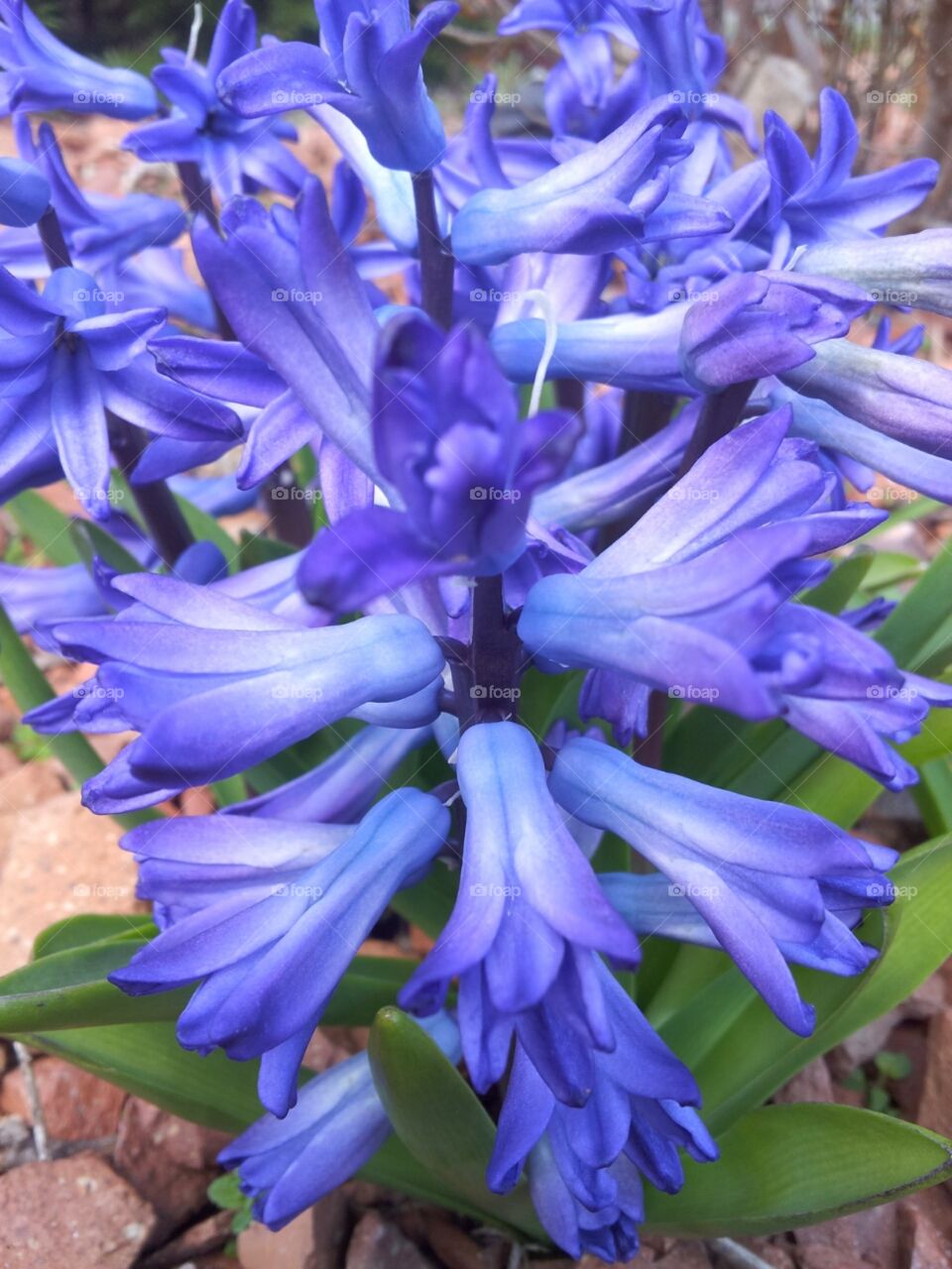 First spring flowers