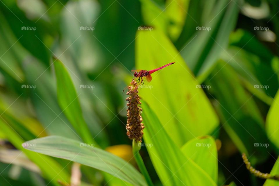 red dragonfly