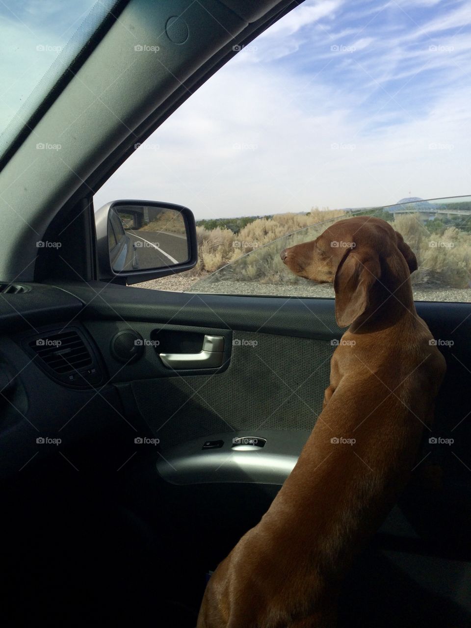 Dachshund Dog Looking Out Car Window