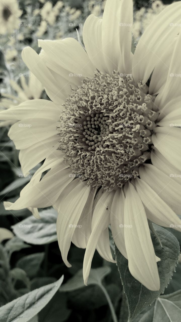 fall sunflower