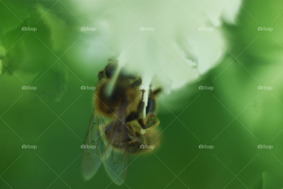 Elevated view of bunblebee on flower