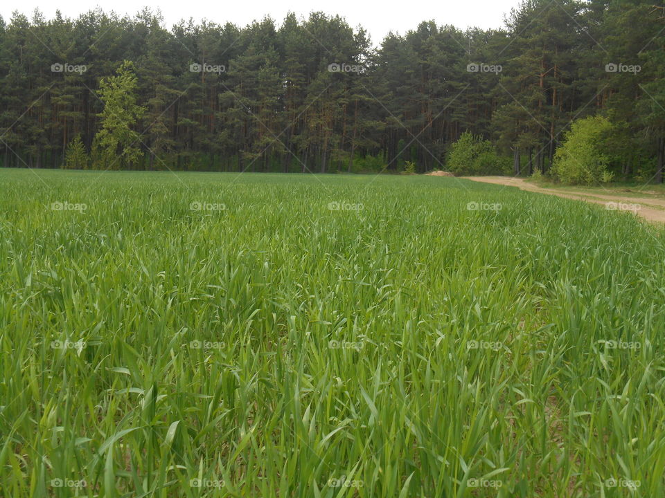 Field, Rural, No Person, Pasture, Agriculture