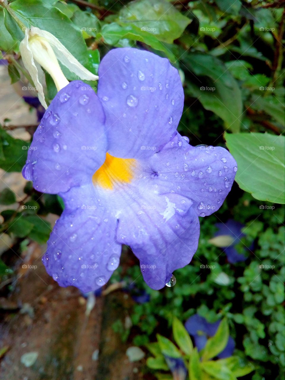 Thunbergia Flower