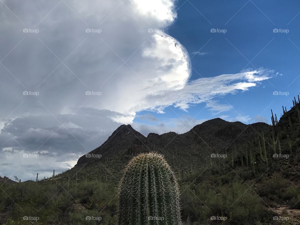 Desert Landscapes