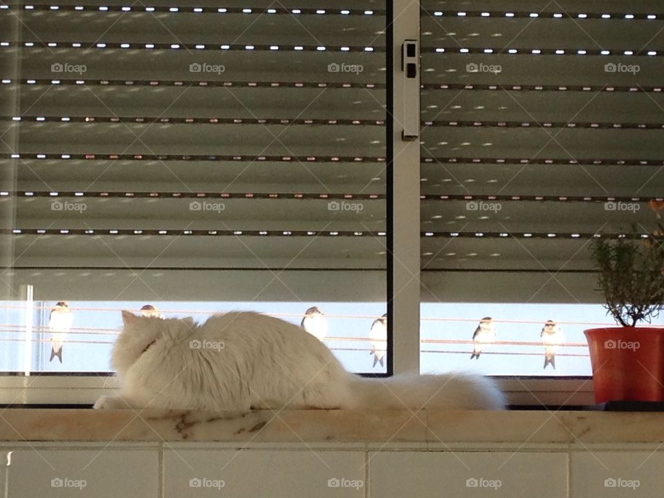 Cat, window, sunlight and birds