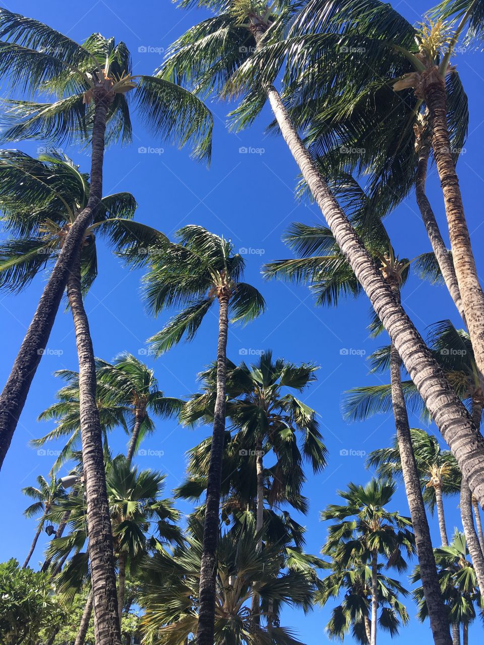 Coconut palm trees Hawaii