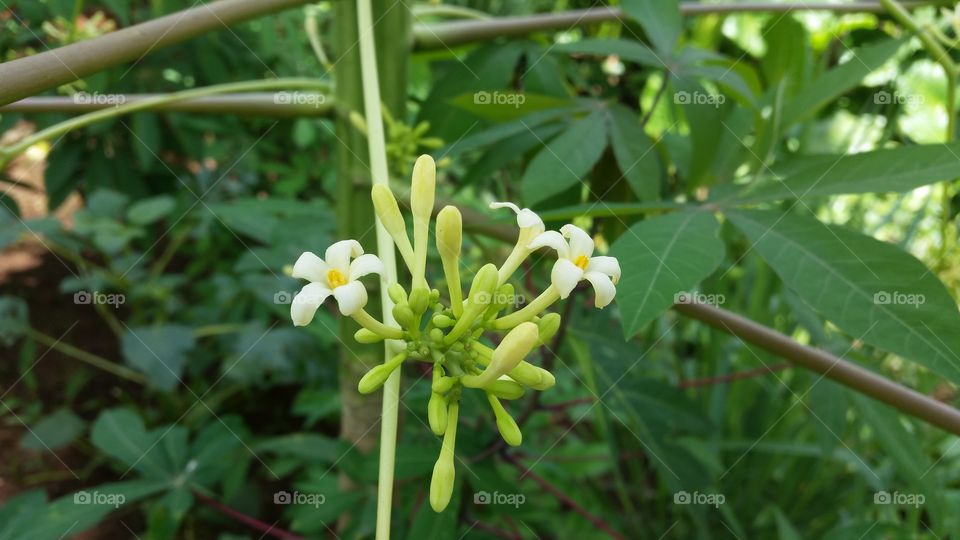 papaya fruit flower