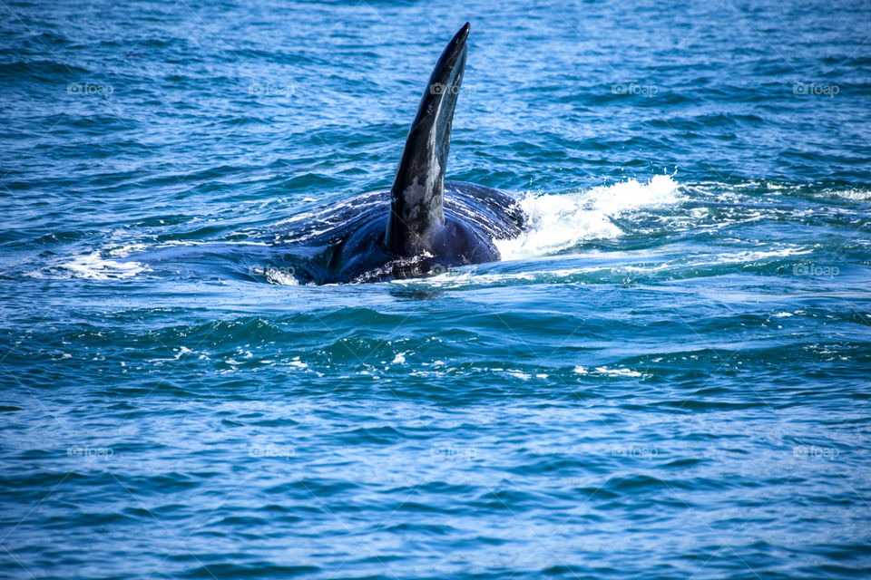southern right whale playing