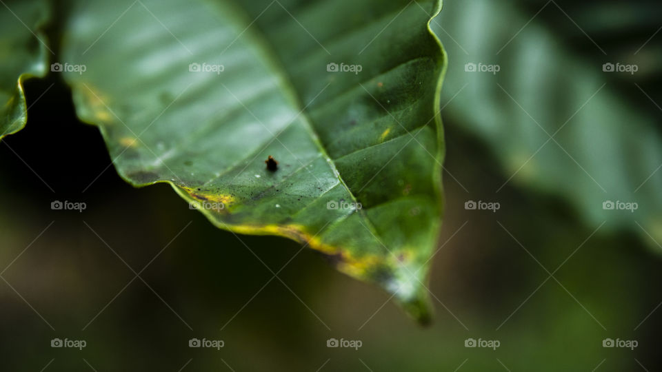 Smelling leaf