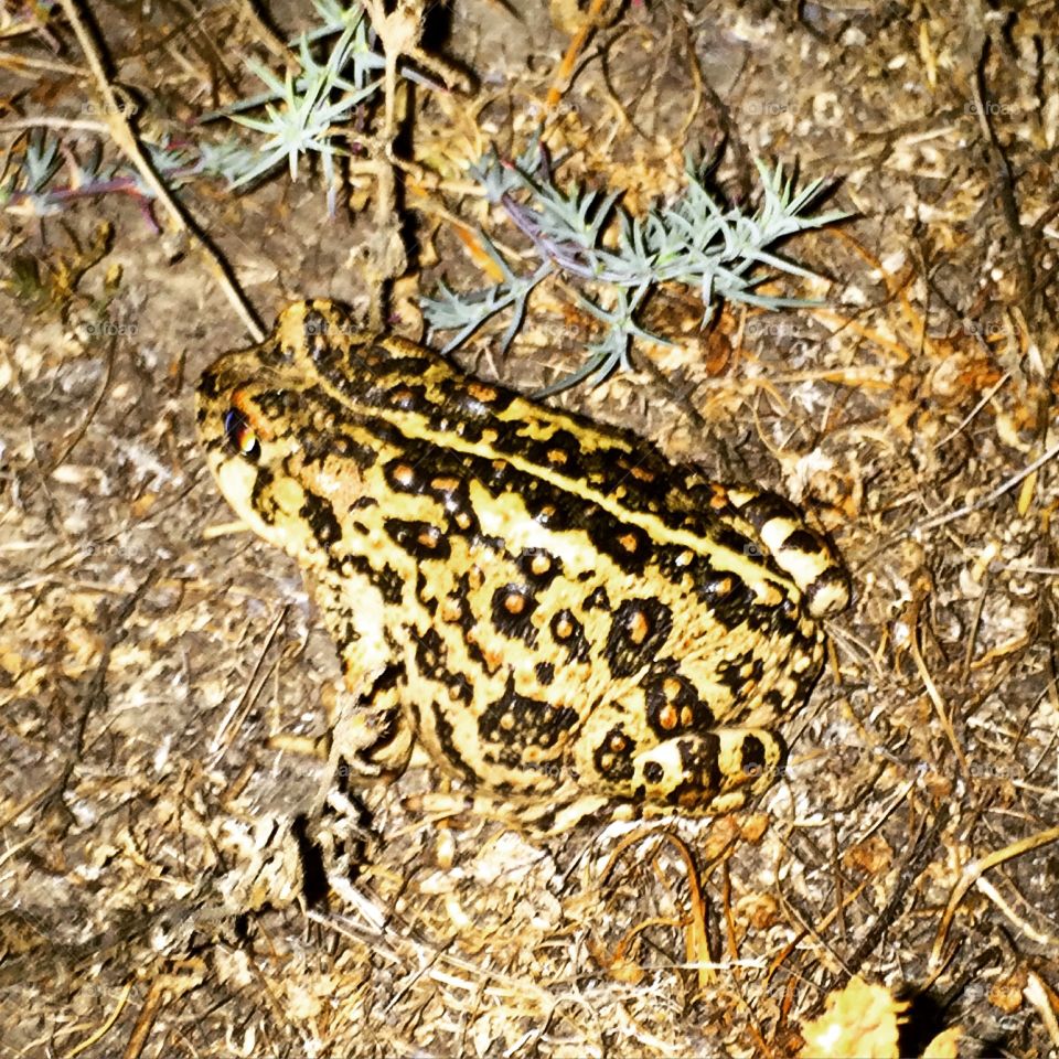 Hi Toad. We were walking the dogs and our dog almost ate this guy. 