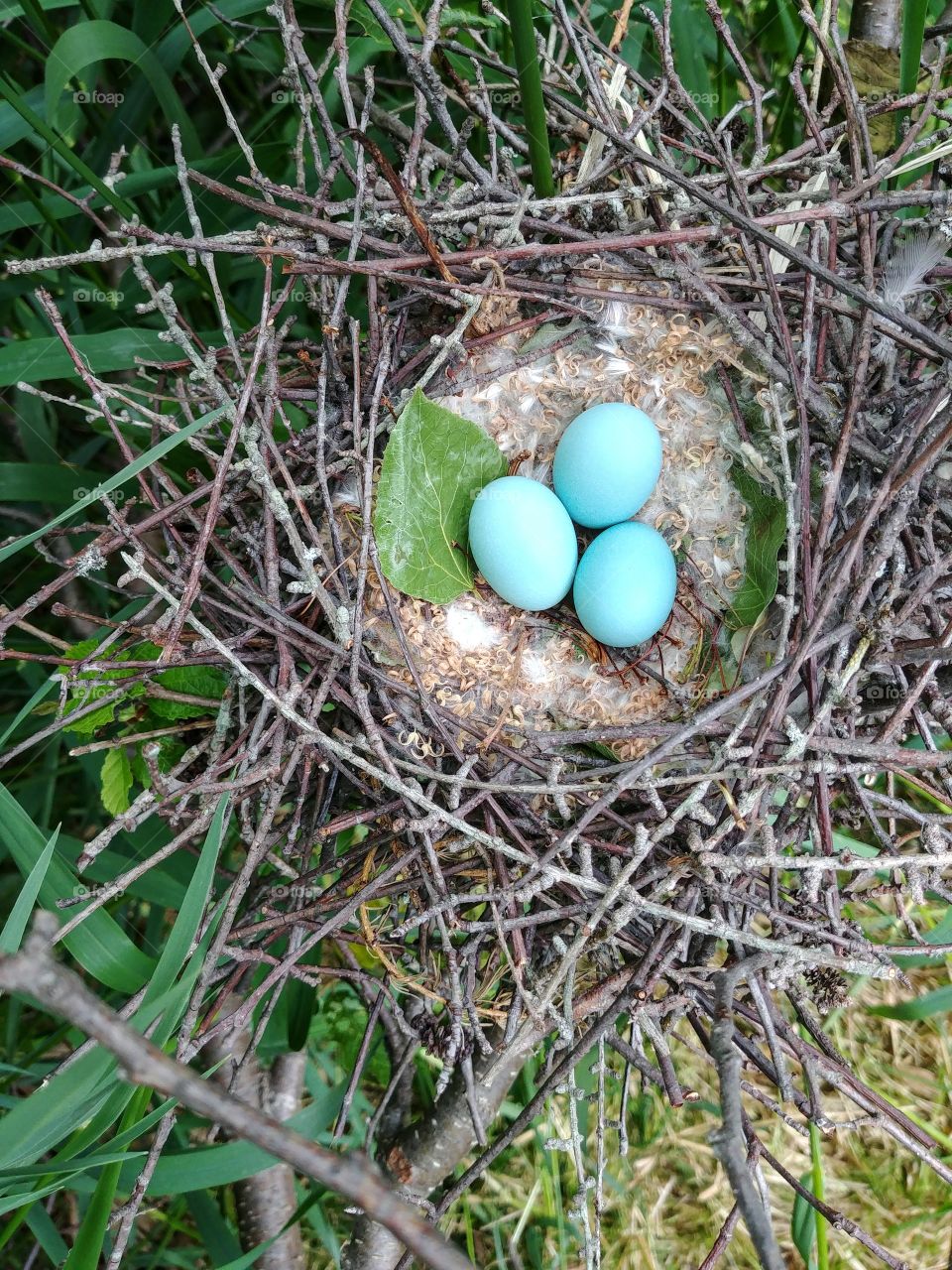Robin's nest.