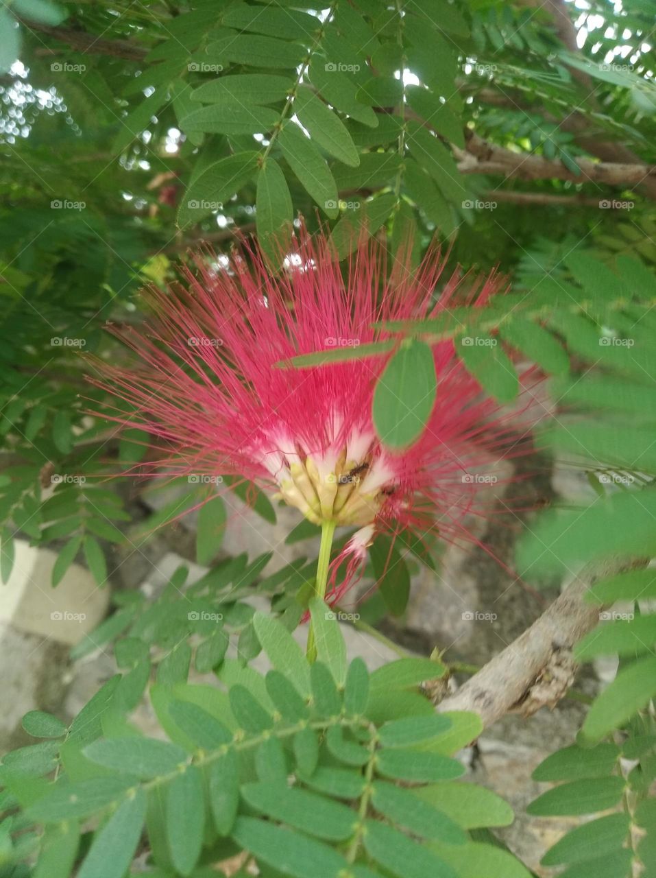 pink flower seasonal fresh shurb small size looks very beautiful generally found everywhere