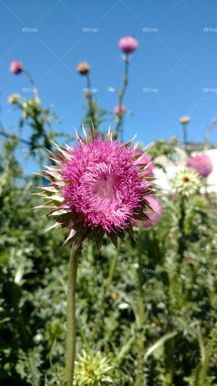 milk thistle