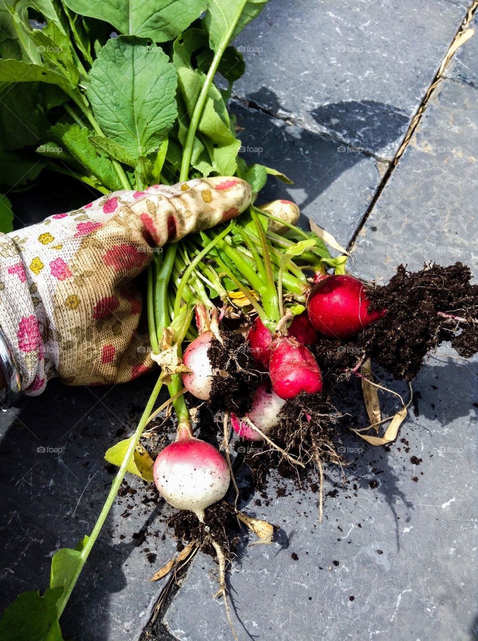 Person's hand holding fresh radishes
