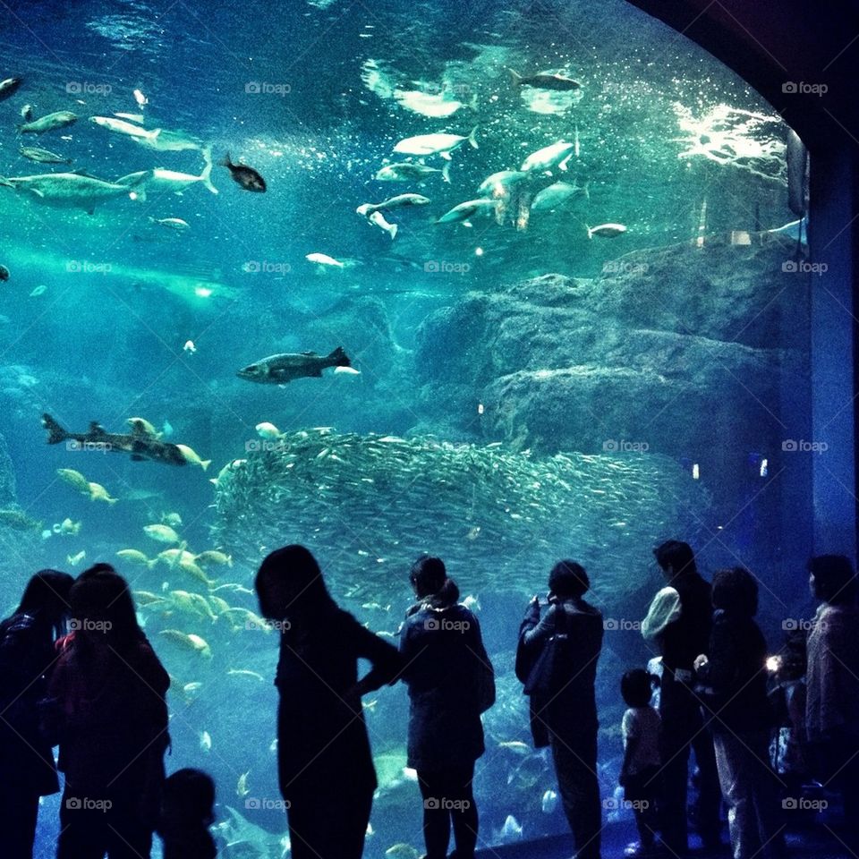 Enoshima Aquarium