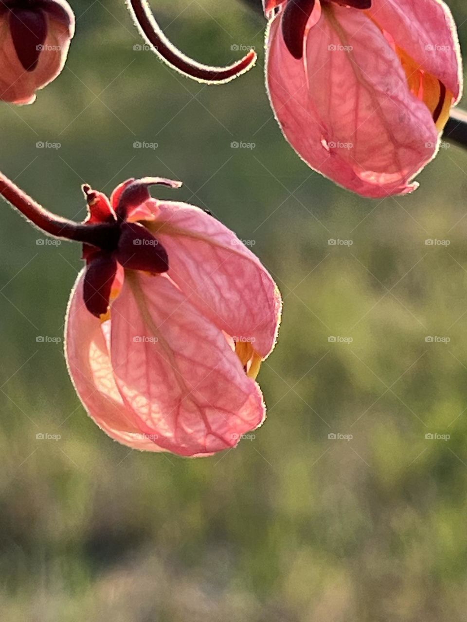 Colors of Spring 🌸