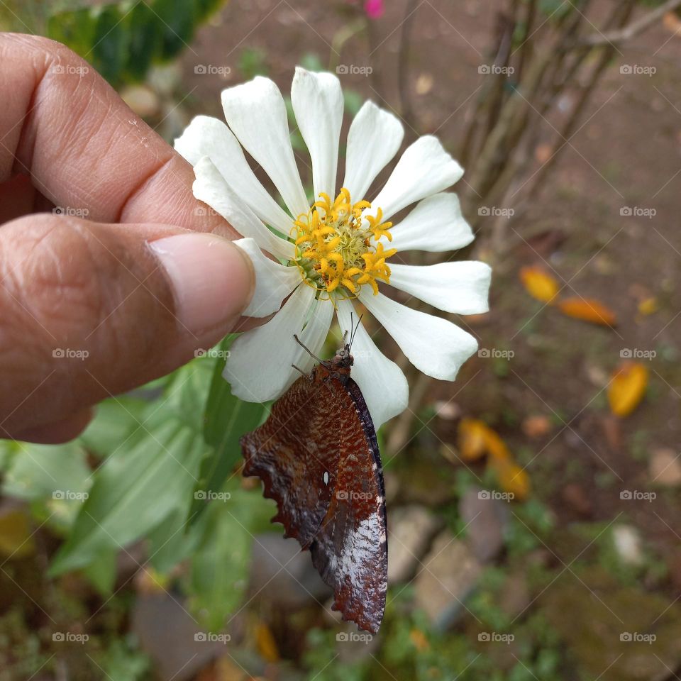 Beautiful flower hand and beautiful butterfly