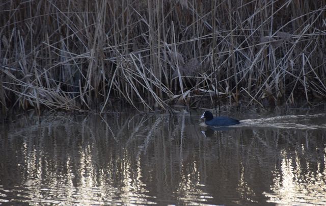 Swimming Water Bird