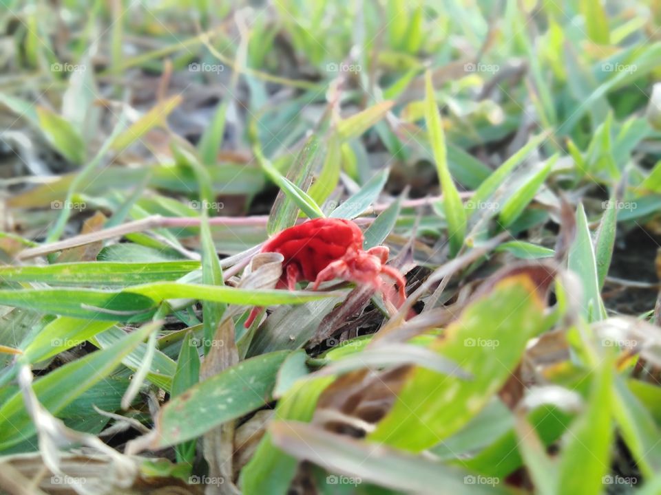 Natural red insects