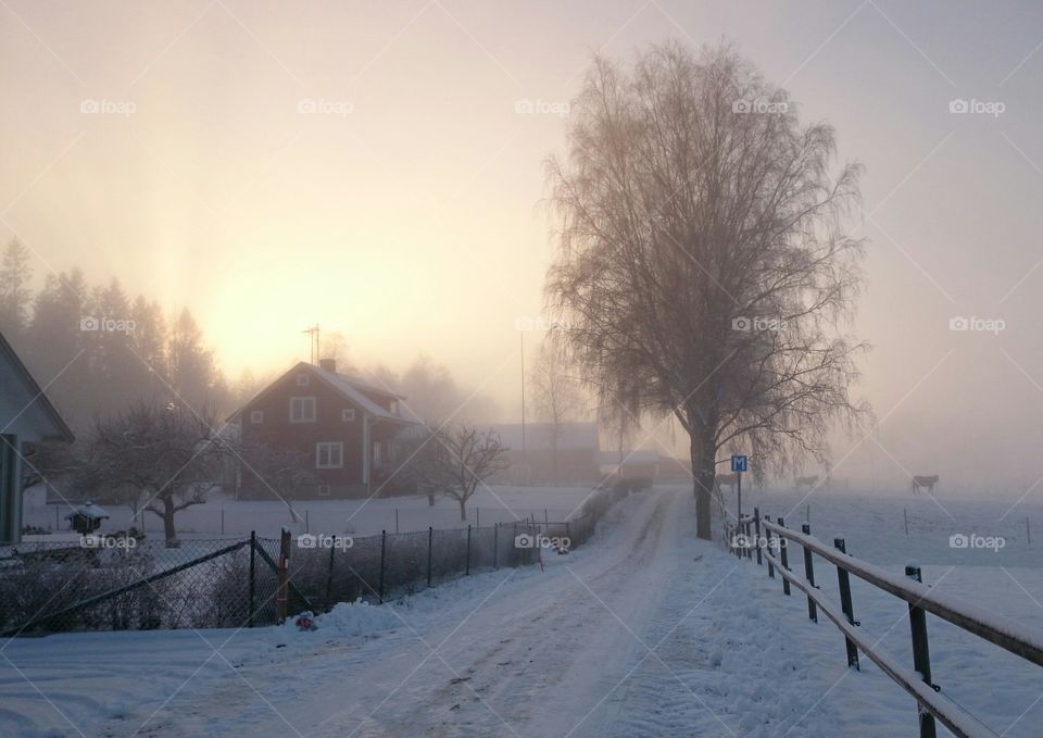 A misty winterday 