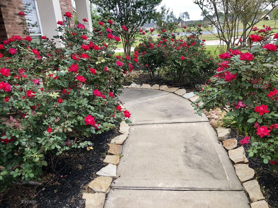 Colorful and fragrant walkway.