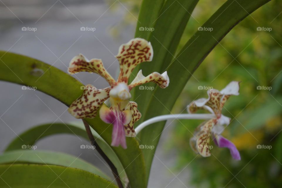 white orchid