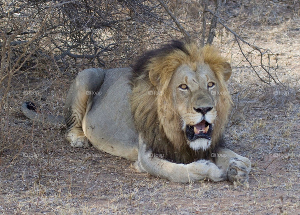 wildlife lion safari southafrica by ink164