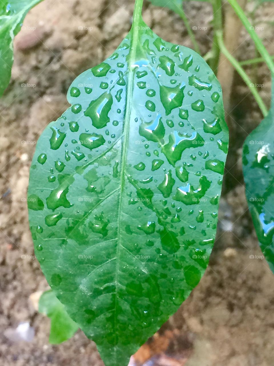 Drop on leaf after rain