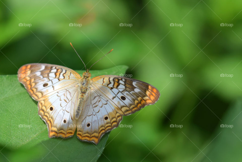 Butterfly against greenery