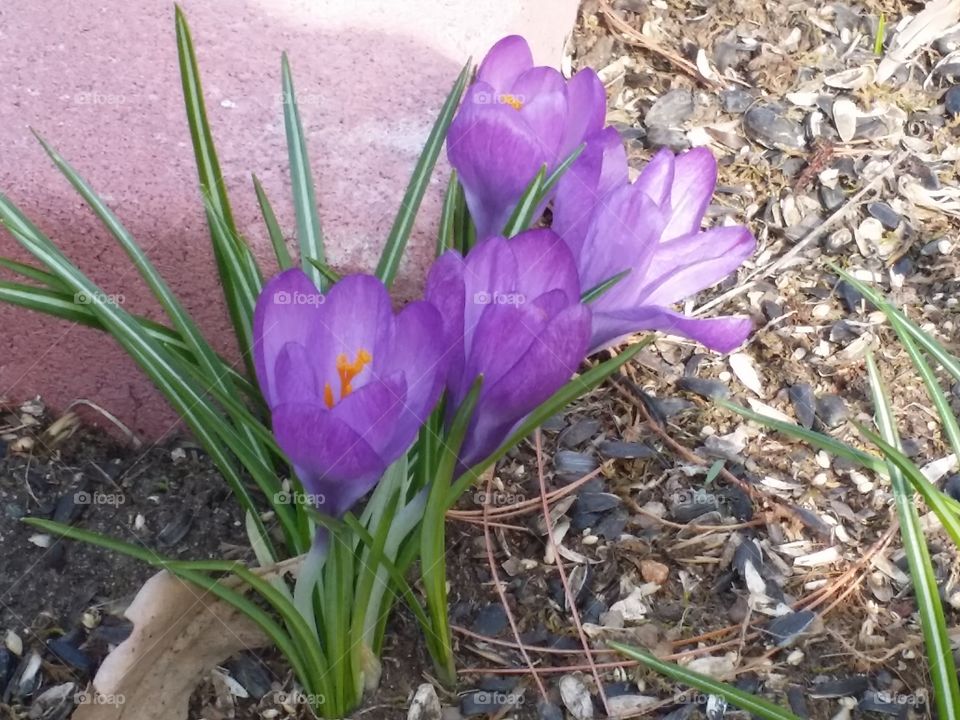 spring is here purple flowers