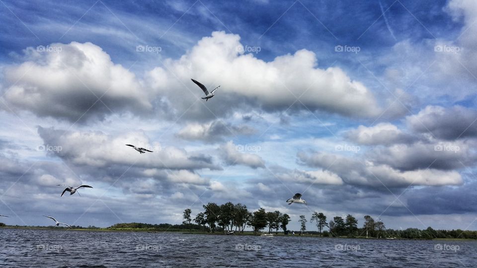 lake seagull