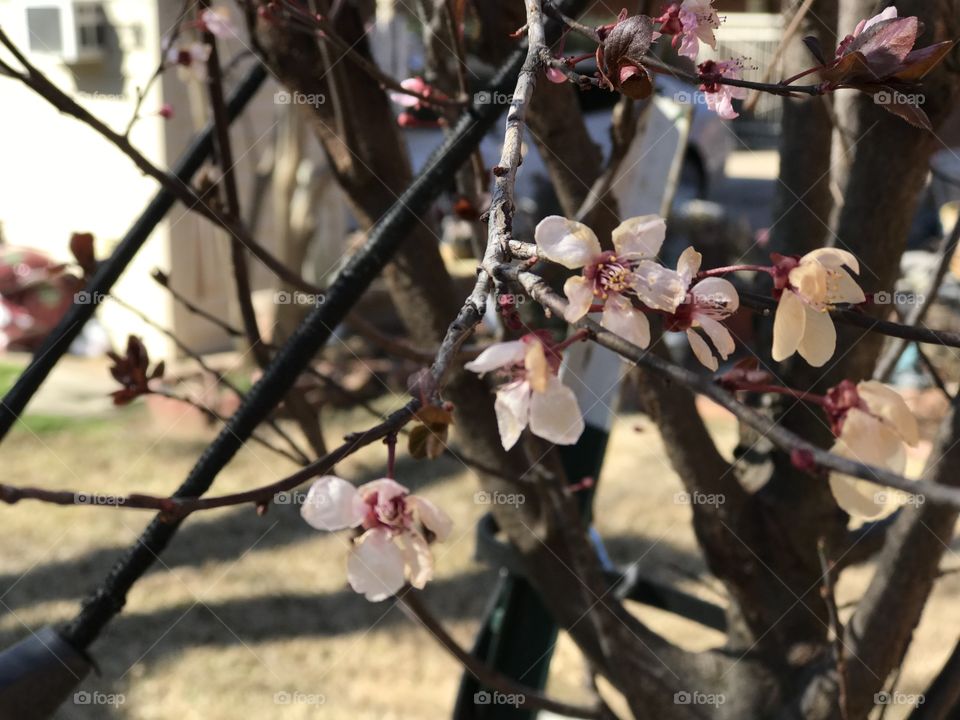 Plum blossom up close in spring!