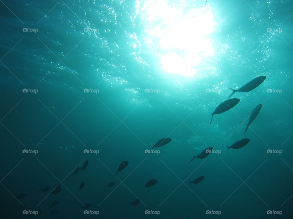 Fish freeway. Just looked up. At the end of a dive of key largo