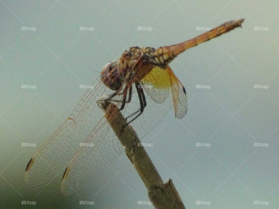 The yellow dragonfly