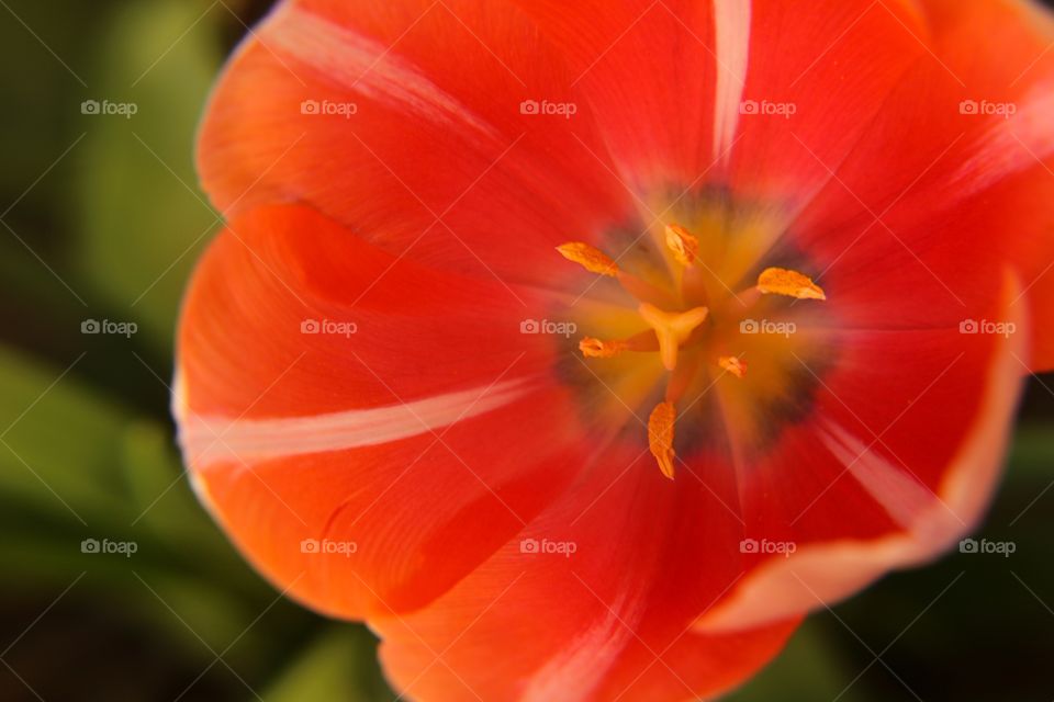 Pink/orange tulip
