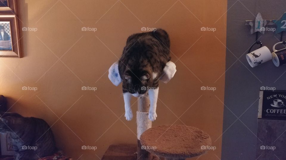 Kitty yoga