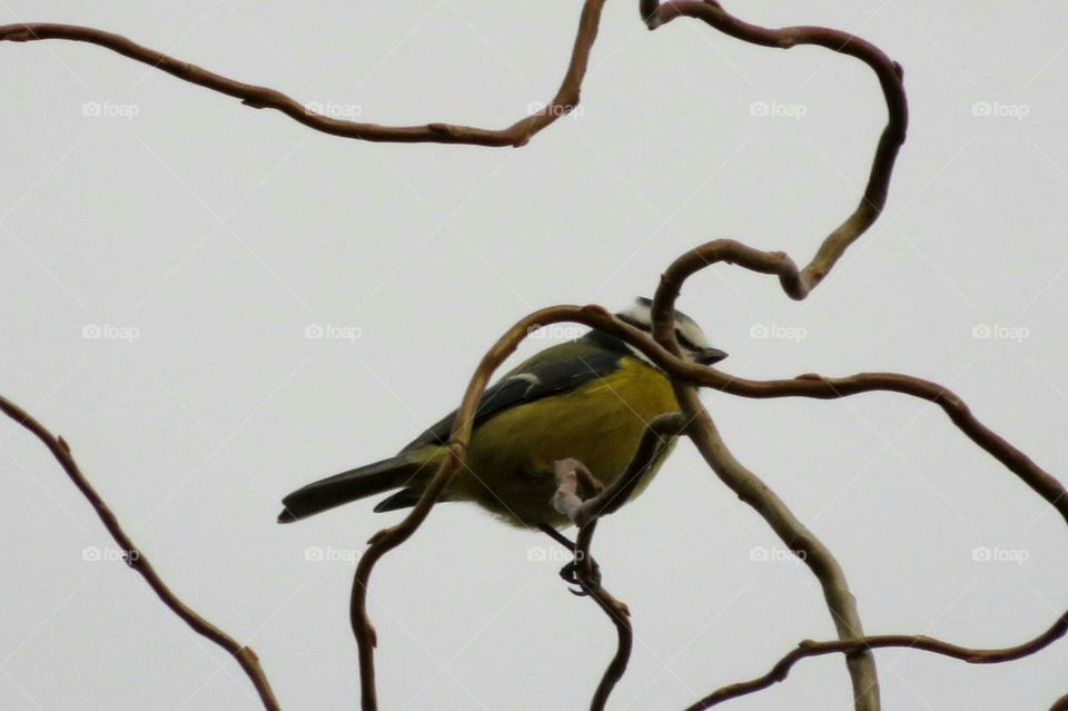 blue tit