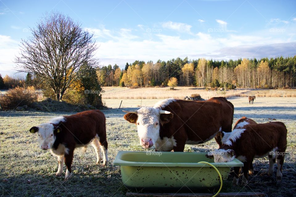 Cattle, Cow, Livestock, Mammal, Agriculture