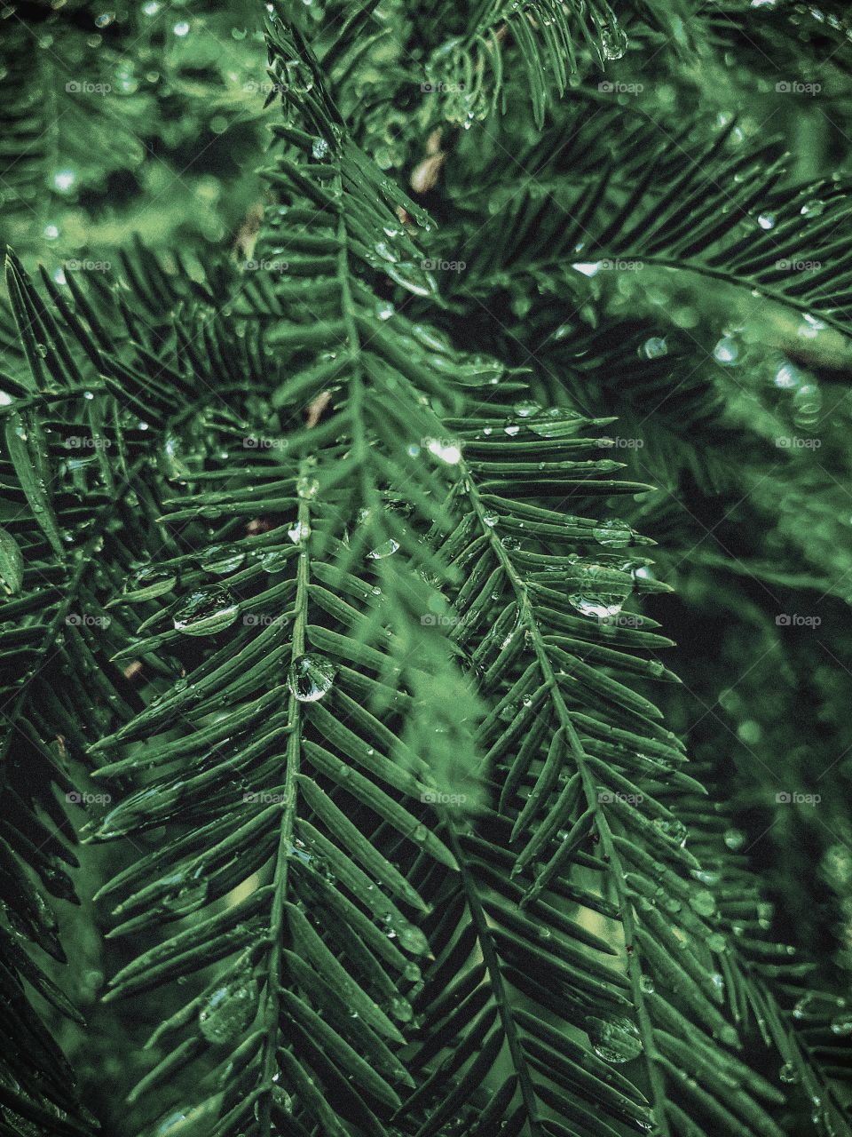 tree drops