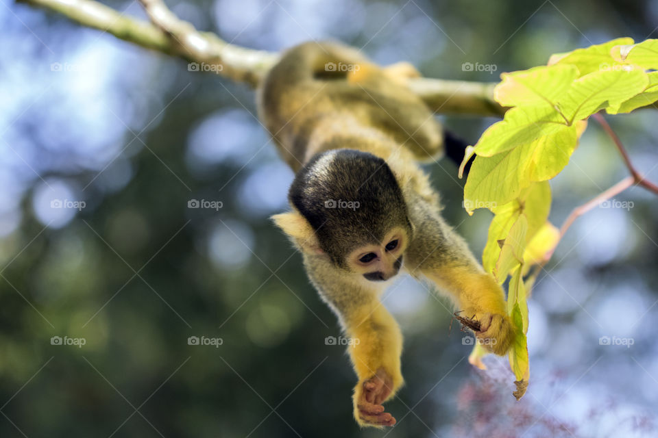 Close Up Of A Black-Capped Monkey In A Tree